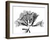 Garlic Vine-Albert Koetsier-Framed Art Print