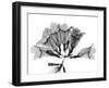 Garlic Vine-Albert Koetsier-Framed Art Print