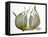 Garlic-null-Framed Stretched Canvas