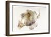 Garlic-null-Framed Photographic Print