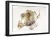 Garlic-null-Framed Photographic Print