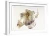 Garlic-null-Framed Photographic Print