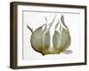 Garlic-null-Framed Photographic Print