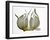 Garlic-null-Framed Photographic Print