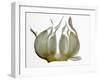 Garlic-null-Framed Photographic Print