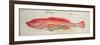 Garopa-John White-Framed Giclee Print