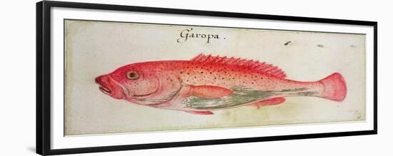 Garopa-John White-Framed Giclee Print