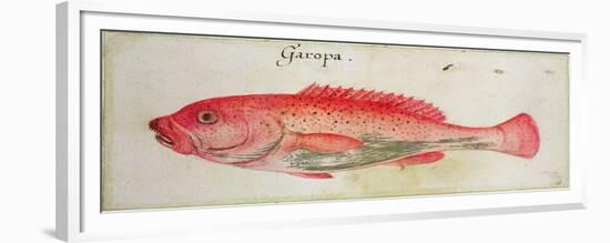 Garopa-John White-Framed Giclee Print