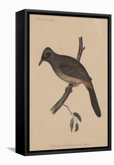 Garrulax Perspicillatus (Gmelin), 1855-null-Framed Stretched Canvas