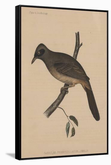 Garrulax Perspicillatus (Gmelin), 1855-null-Framed Stretched Canvas