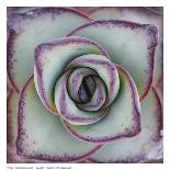 Macro Succulent-Garsot-Laminated Art Print