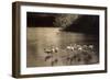 Gartenschau Stuttgart 1939, Flamingogruppe Am Großen See-null-Framed Giclee Print