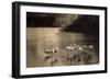 Gartenschau Stuttgart 1939, Flamingogruppe Am Großen See-null-Framed Giclee Print