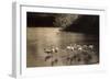 Gartenschau Stuttgart 1939, Flamingogruppe Am Großen See-null-Framed Giclee Print