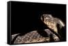 Garter Snake, Acadia National Park, Maine-Paul Souders-Framed Stretched Canvas