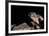 Garter Snake, Acadia National Park, Maine-Paul Souders-Framed Photographic Print