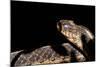 Garter Snake, Acadia National Park, Maine-Paul Souders-Mounted Photographic Print