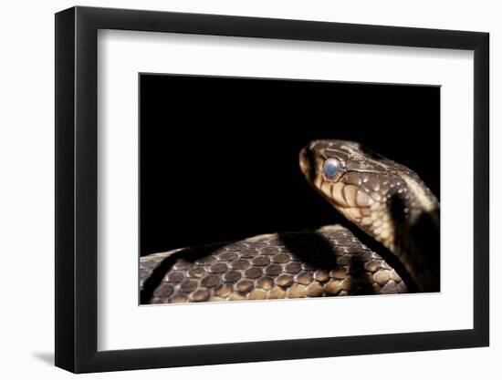 Garter Snake, Acadia National Park, Maine-Paul Souders-Framed Photographic Print