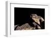 Garter Snake, Acadia National Park, Maine-Paul Souders-Framed Photographic Print