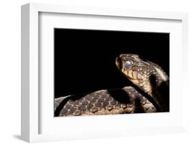 Garter Snake, Acadia National Park, Maine-Paul Souders-Framed Photographic Print