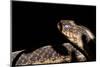 Garter Snake, Acadia National Park, Maine-Paul Souders-Mounted Photographic Print