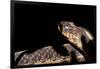 Garter Snake, Acadia National Park, Maine-Paul Souders-Framed Photographic Print