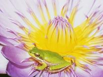 Eastern Dwarf Tree Frog on Blossoming Water Lily-Gary Bell-Framed Photographic Print