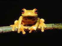 Red-eyed tree frog-Gary Bell-Stretched Canvas
