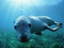 Sea lion-Gary Bell-Photographic Print