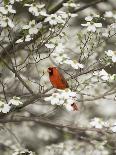 Close-up of Cardinal in Blooming Tree-Gary Carter-Photographic Print