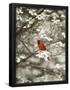 Essential Black