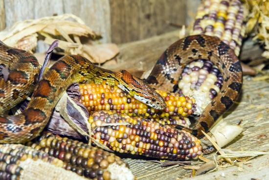 Photographic Print, , large