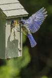 Pine Warbler Perching on Branch in Winter, Mcleansville, North Carolina, USA-Gary Carter-Photographic Print