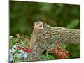 Wood Mount