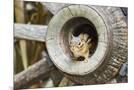 Wood Mount