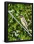 Essential Black