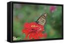 Framed Canvas