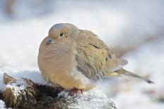 Mourning Dove on Tree Stump, Mcleansville, North Carolina, USA-Gary Carter-Photographic Print