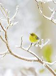 Prairie Warbler Perching on Small Tree-Gary Carter-Photographic Print