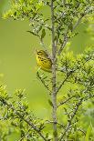 Prairie Warbler Perching on Small Tree-Gary Carter-Photographic Print