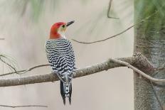 Red-Bellied Woodpecker-Gary Carter-Photographic Print