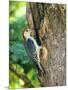 Wood Mount