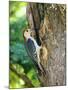 Wood Mount