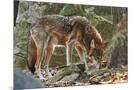 Wood Mount