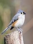 Eastern Bluebird-Gary Carter-Photographic Print