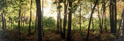 Backlit Trees in Forest at Dawn-Gary D^ Ercole-Photographic Print