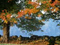 Tree Next to Stone Wall, Autumn, New England-Gary D^ Ercole-Photographic Print