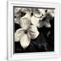 Gramercy White