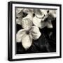 Black Frame