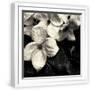 White Frame